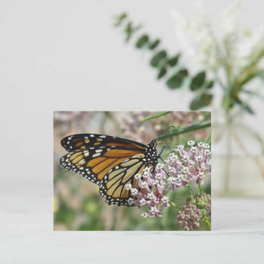 Monarch auf Milkweed Postkarte (Stehend Vorderseite)