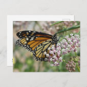 Monarch auf Milkweed Postkarte (Vorne/Hinten)