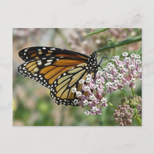 Monarch auf Milkweed Postkarte (Vorderseite)