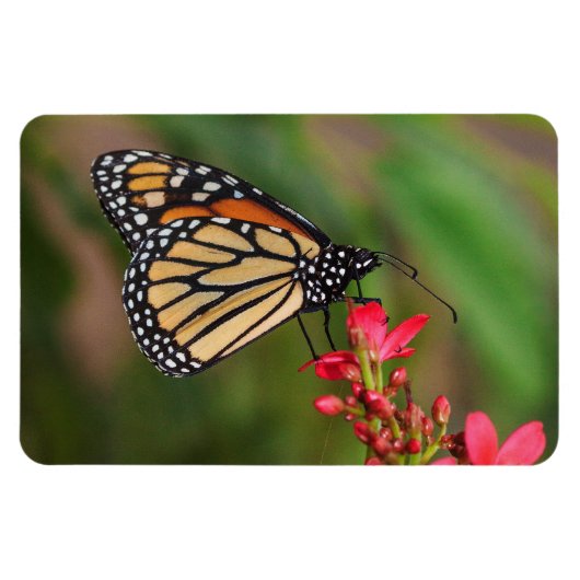 Monarch auf Penta Blume Magnet (Horizontal)