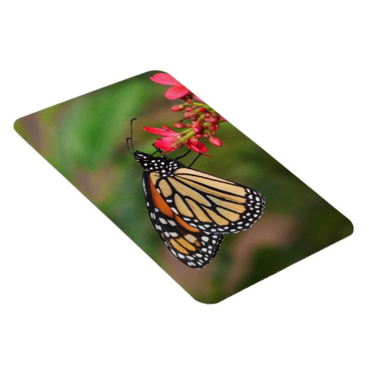 Monarch auf Penta Blume Magnet (Rechte Seite)