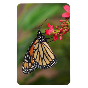 Monarch auf Penta Blume Magnet
