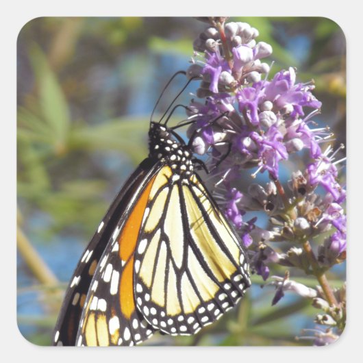 Monarch auf Vitex Quadratischer Aufkleber (Vorderseite)