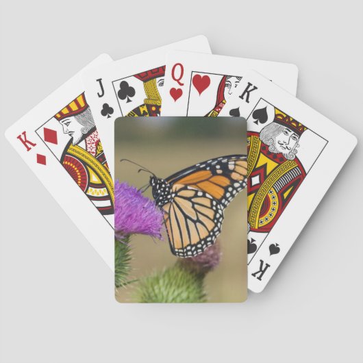 Monarch auf Weide Distel-Grasland Ridge Spielkarten (Rückseite)
