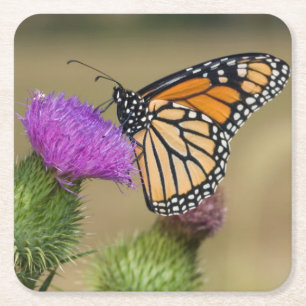 Monarch auf Weide Distel Prairie Ridge Rechteckiger Pappuntersetzer
