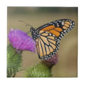 Monarch auf Weide Thistle Prairie Ridge Fliese (Vorderseite)