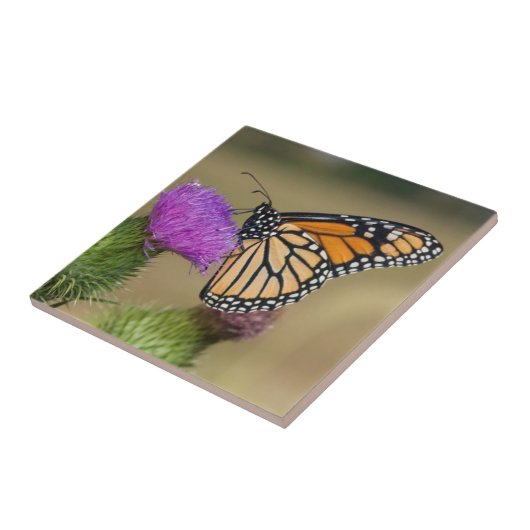 Monarch auf Weide Thistle Prairie Ridge Fliese (Seite)