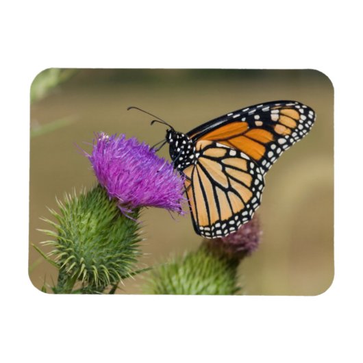 Monarch auf Weide Thistle Prairie Ridge Magnet (Horizontal)