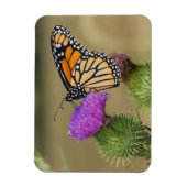 Monarch auf Weide Thistle Prairie Ridge Magnet (Vertikal)