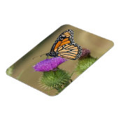 Monarch auf Weide Thistle Prairie Ridge Magnet (Linke Seite)