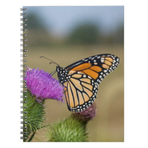 Monarch auf Weide Thistle Prairie Ridge Notizblock