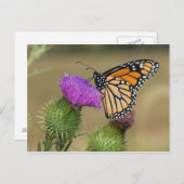 Monarch auf Weide Thistle Prairie Ridge Postkarte (Vorne/Hinten)