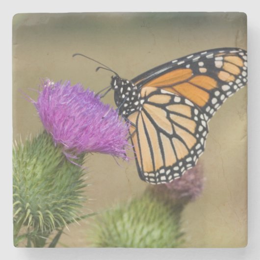 Monarch auf Weide Thistle Prairie Ridge Steinuntersetzer (Vorderseite)