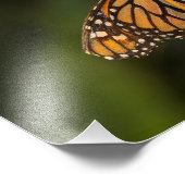 Monarch beleuchtet fotodruck (Ecke)