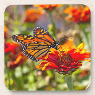 Monarch Buterfly Getränkeuntersetzer