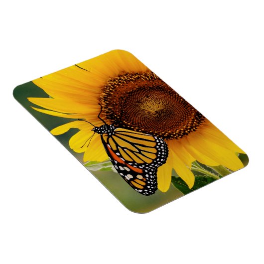 Monarch Butterblüten auf Sonnenblumen Magnet (Rechte Seite)