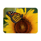 Monarch Butterblüten auf Sonnenblumen Magnet (Horizontal)