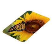 Monarch Butterblüten auf Sonnenblumen Magnet (Linke Seite)