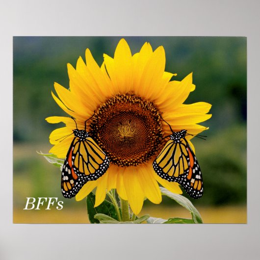 Monarch Butterblüten auf Sonnenblumen Poster (Vorne)
