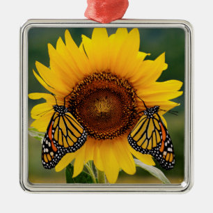 Monarch Butterfies auf Sonnenblume Silbernes Ornament