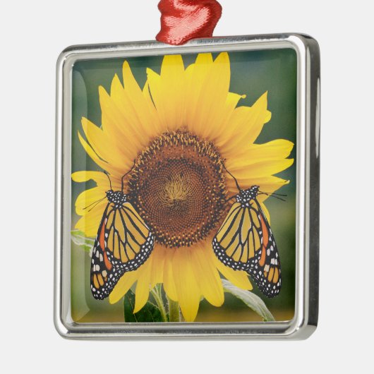 Monarch Butterfies auf Sonnenblume Silbernes Ornament (Links)