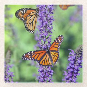 Monarch Butterfliegen auf den englischen Lavendel- Glasuntersetzer