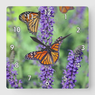 Monarch Butterfliegen auf den englischen Lavendel- Quadratische Wanduhr