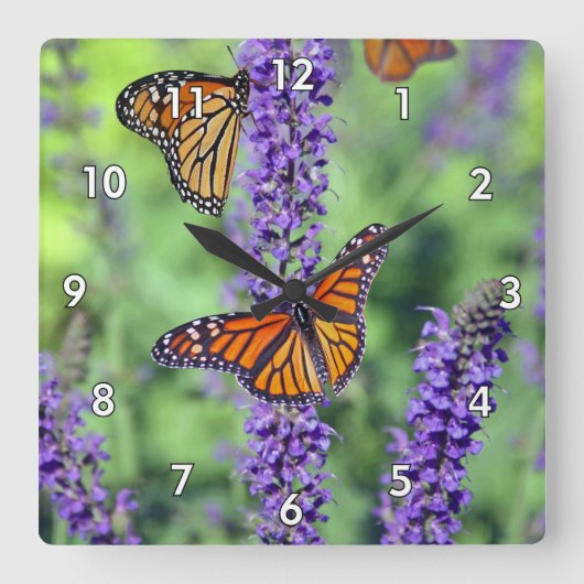 Monarch Butterfliegen auf den englischen Lavendel- Quadratische Wanduhr (Vorderseite)