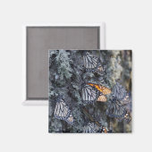 Monarch Butterfliegen auf Pine Tree, Sierra Chincu Magnet (Vorderseite/Rückseite)