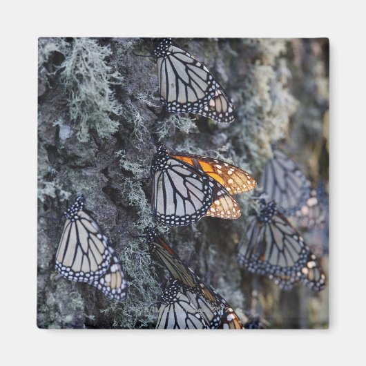 Monarch Butterfliegen auf Pine Tree, Sierra Chincu Magnet (Vorne)