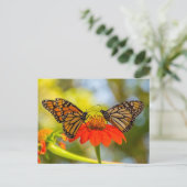 Monarch Butterfliegen auf Wildblumen Postkarte (Stehend Vorderseite)