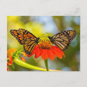 Monarch Butterfliegen auf Wildblumen Postkarte