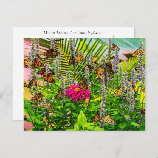 Monarch Butterfliegen Postkarte (Vorne/Hinten)