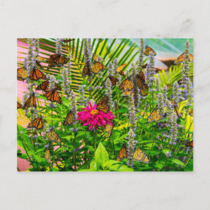 Monarch Butterfliegen Postkarte