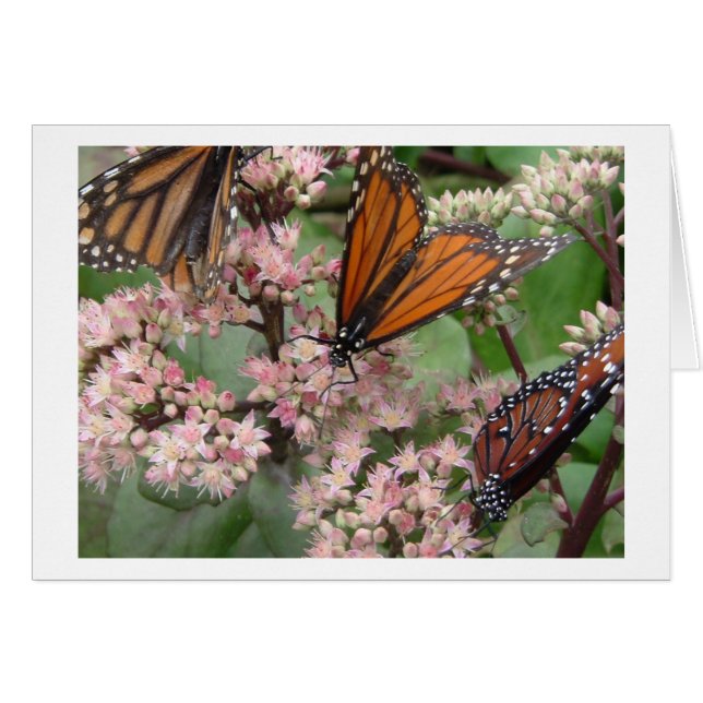 Monarch Butterflies (Vorderseite (Horizontal))