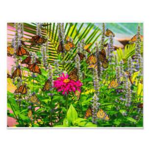 Monarch Butterflies Foto Erweiterung