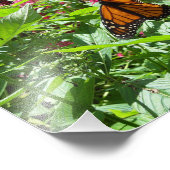 Monarch Butterflies Fotodruck (Ecke)
