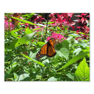 Monarch Butterflies Fotodruck