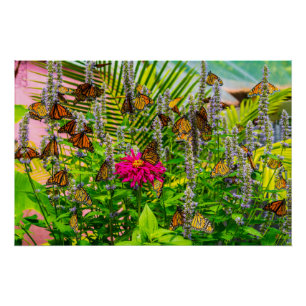 Monarch Butterflies Glossy Poster 28 x 18,67"