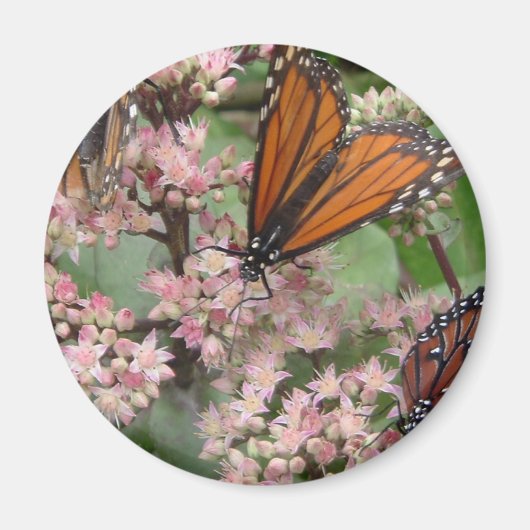 Monarch Butterflies Magnet (Vorne)