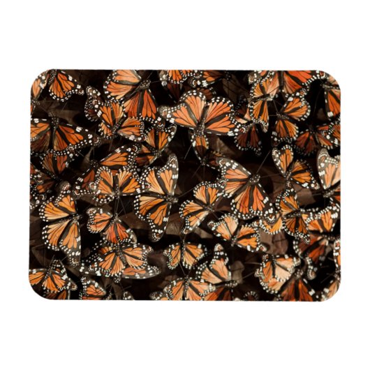 Monarch Butterflies Magnet (Horizontal)