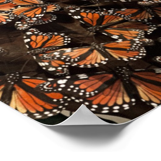 Monarch Butterflies Poster (Ecke)