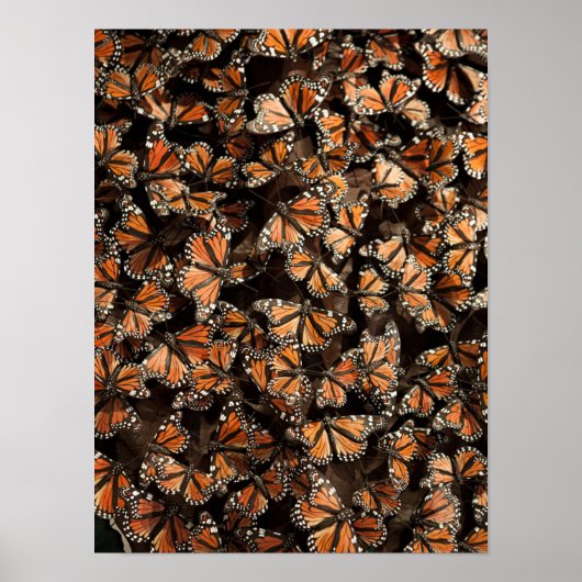 Monarch Butterflies Poster (Vorne)