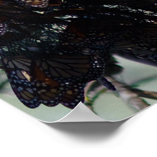 Monarch Butterflies Poster (Ecke)