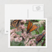 Monarch Butterflies Postkarte (Vorne/Hinten)