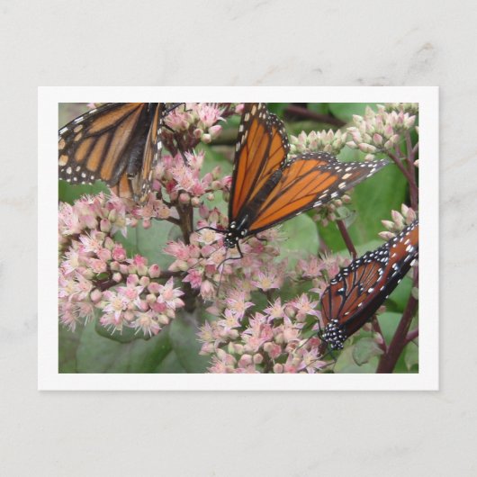 Monarch Butterflies Postkarte (Vorderseite)