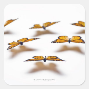 Monarch Butterflies Quadratischer Aufkleber