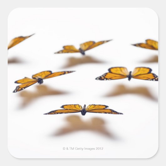 Monarch Butterflies Quadratischer Aufkleber (Vorderseite)