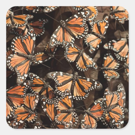 Monarch Butterflies Quadratischer Aufkleber (Vorderseite)