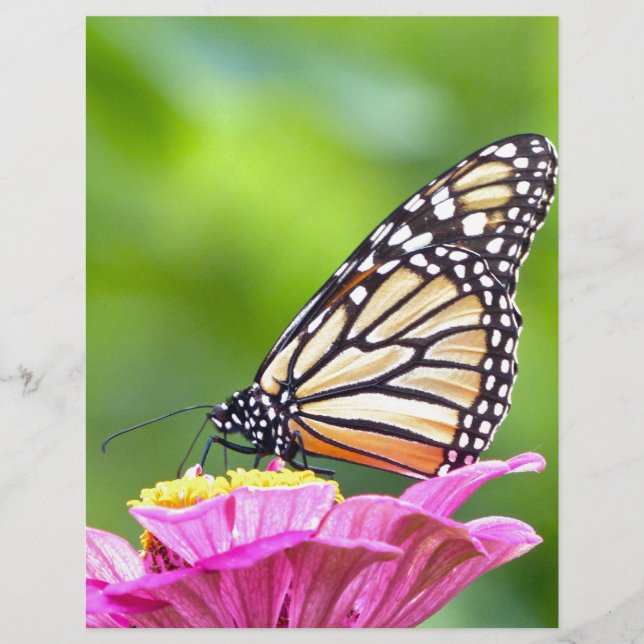Monarch Butterfly (Vorderseite)